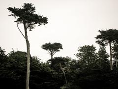 Cypress tree at Land's End in San Francisco