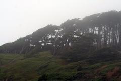 Cypress trees across from Sutro Park above Sutro Baths