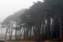 Cypress trees lining the road near Sutro Park above Sutro Baths