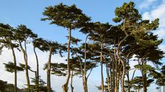 Cypress Trees at Land's End in San Francisco