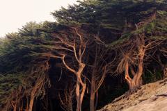 Cypress Trees Land's End San Francisco