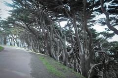 Cypress Trees at Land's End in San Francisco