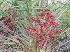 Phoenix pusilla fruiting in Guindy National Park