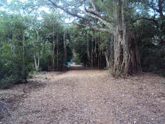 Tree canopy in a national park in Chennai