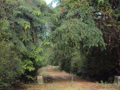 canopy in Chennai National Park