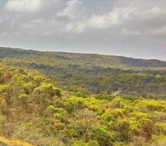 forest with cloudy background