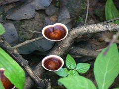 Coltricia cinnamomea mushroom