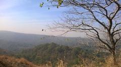 Diversified flora at Sanjay Gandhi National Park Mumbai