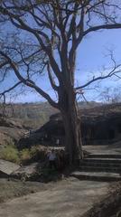 Diversified flora at Sanjay Gandhi National Park Mumbai