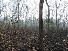 Foggy Trees in Sanjay Gandhi National Park