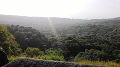 lush green forest in India, 2015