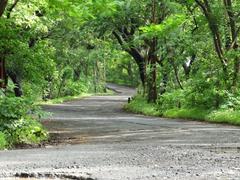 Pathway at Sanjay Gandhi National Park