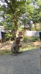 Gatama Buddha Cave exterior with a monkey