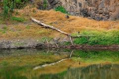 calm lake with lush green trees reflecting on water