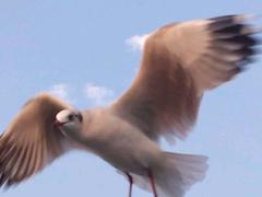 Seagull near Elephanta Caves Mumbai