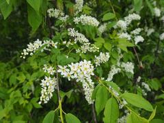 Kolomenskoye Museum-Reserve in bloom, May