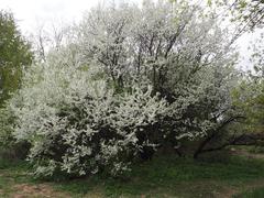 Kolomenskoye museum-reserve flowers in May