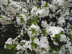 Kolomenskoye Museum-Reserve in May with blooming flowers