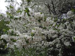 Kolomenskoye Museum-Reserve in May with blooming flowers