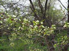 Kolomenskoye Museum-Reserve in Moscow in springtime with blooming flowers