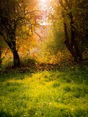 autumn landscape with colorful fall foliage and a serene lake