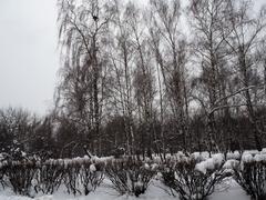 Kolomenskoye Museum-Reserve in winter