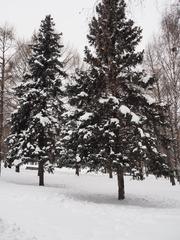 Kolomenskoye Museum-Reserve in winter with snow-covered grounds and trees