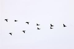 a flock of geese in Toronto