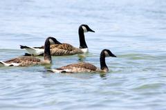 Canada Goose in Toronto, Ontario