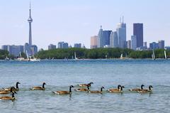 Canada Goose in Toronto