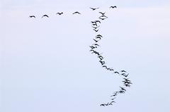 A flock of geese flying in the sky