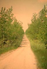 View down side lane on Outer Harbour East Headland through poplar and cottonwood forest