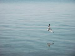 Leslie Spit bird perched on a rock by the water