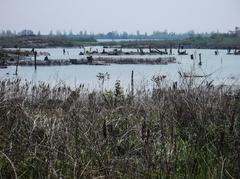 Leslie Spit bog with lush greenery and serene water