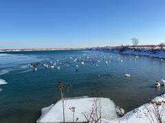 Birds on frozen Lake Ontario at Tommy Thompson Park