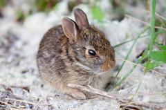 Baby bunny rabbit sitting on the ground