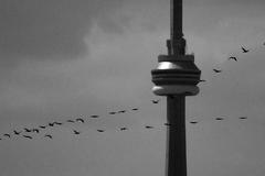 CN Tower viewed from Leslie Street Spit