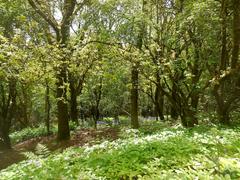 Lickey Hill Park panoramic view