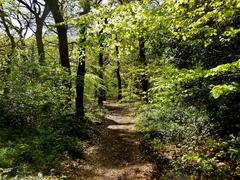 Lickey Hill Park panoramic view