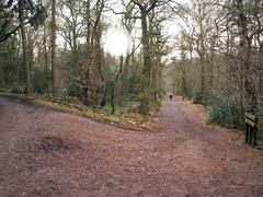 Junction of tracks in Lickey Hills Country Park