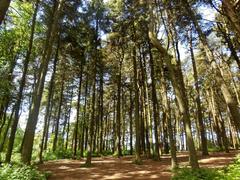 Scenic view of Lickey Hill Park with lush greenery and rolling hills