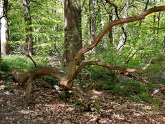 Lickey Hill Park scenic view