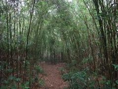 Arundinaria shiuyingiana plant at Eagle's Nest