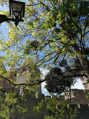 Spring in Carcassonne during COVID-19