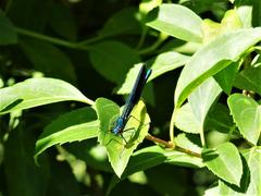 Calopteryx on forsythia leaf in Périgueux, Dordogne, France