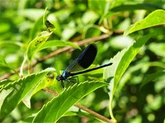 Calopteryx damselfly on forsythia leaf