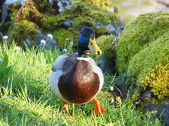 Mallard duck in Périgueux, Dordogne, France