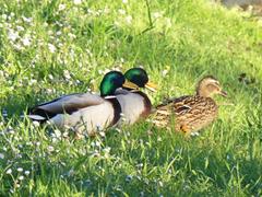 Two male mallards following a female in Périgueux, Dordogne, France