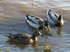 three mallard ducks, two males and one female, in Isle river at Périgueux, Dordogne, France