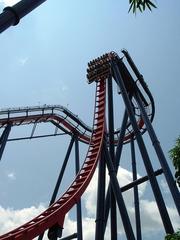 SheiKra roller coaster initial drop